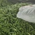 精品温州乐清，蚕豆，品蚕，大蚕豆，胡豆，