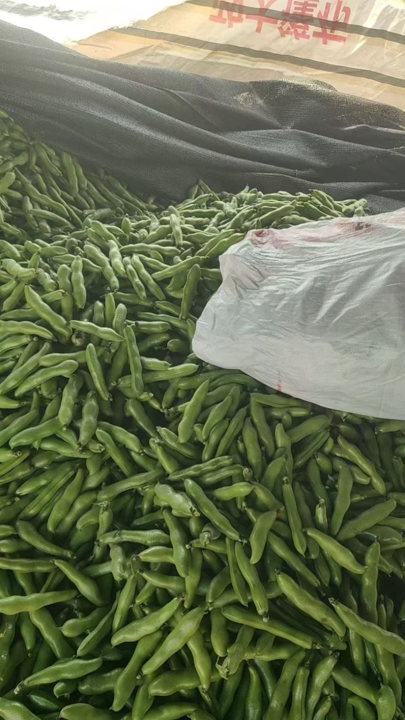 精品温州乐清，蚕豆，品蚕，大蚕豆，胡豆，