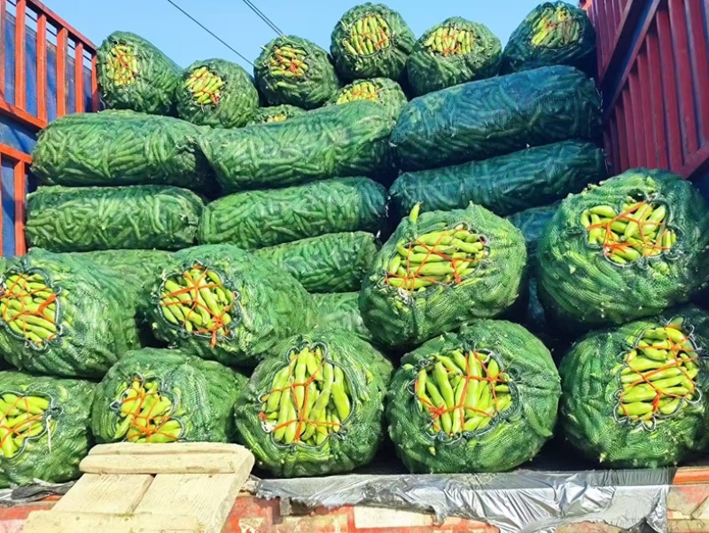 精品温州乐清，蚕豆，品蚕，大蚕豆，胡豆，