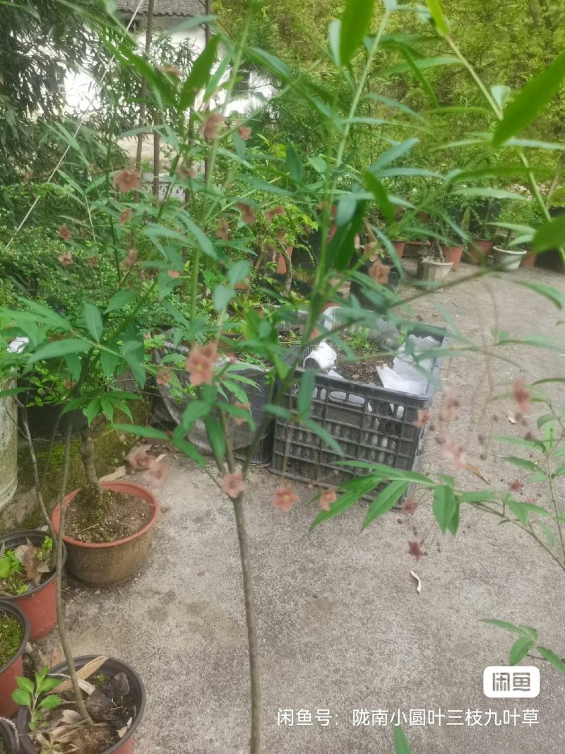 甘肃稀有品种长丝五角金丝吊蝴蝶易成活可以嫁接卫矛