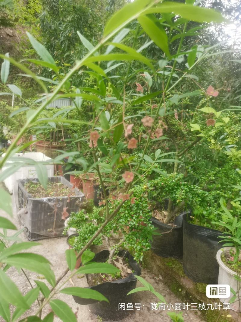 甘肃稀有品种长丝五角金丝吊蝴蝶易成活可以嫁接卫矛