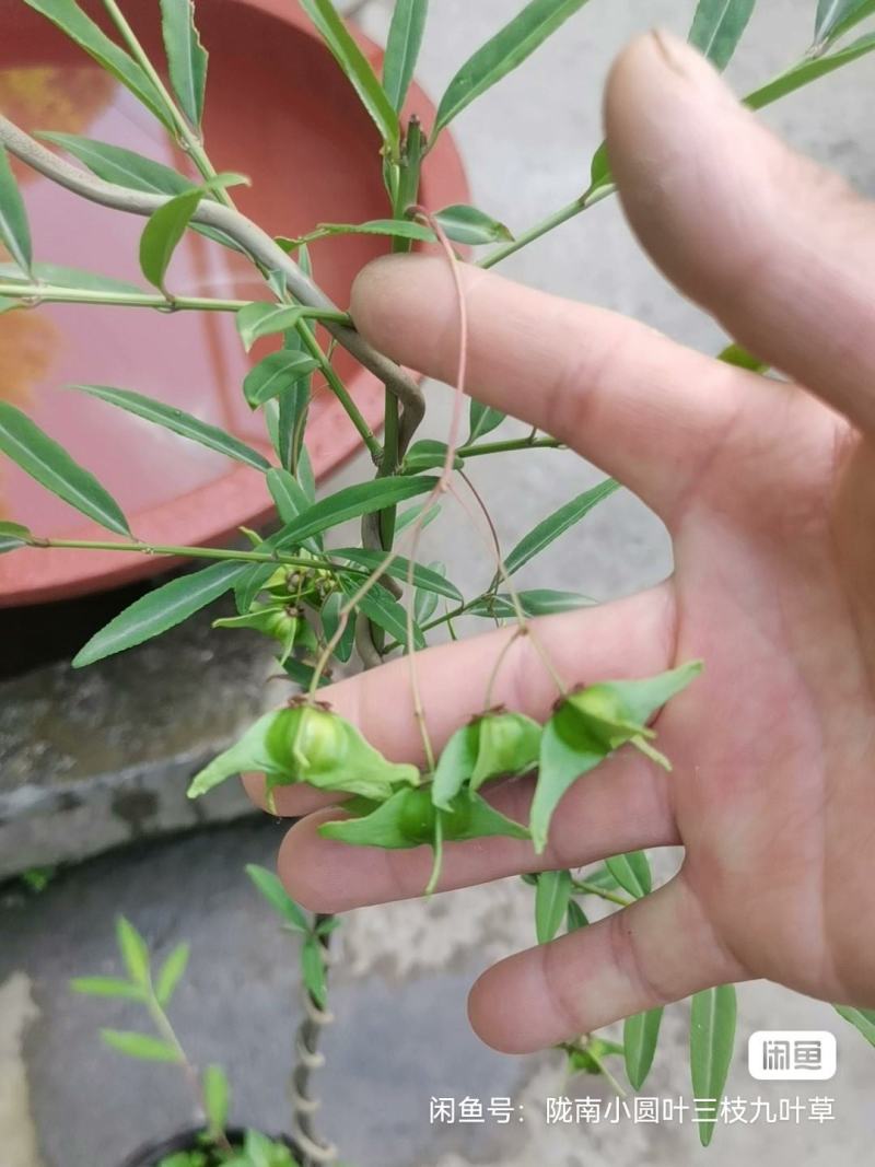 甘肃稀有品种长丝五角金丝吊蝴蝶易成活可以嫁接卫矛
