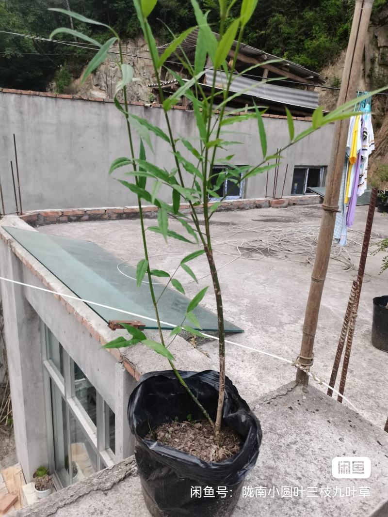 甘肃稀有品种长丝五角金丝吊蝴蝶易成活可以嫁接卫矛