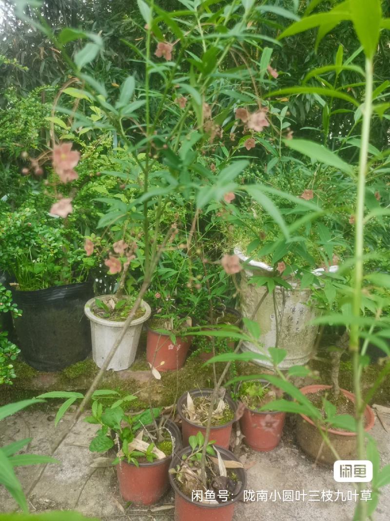 甘肃稀有品种长丝五角金丝吊蝴蝶易成活可以嫁接卫矛