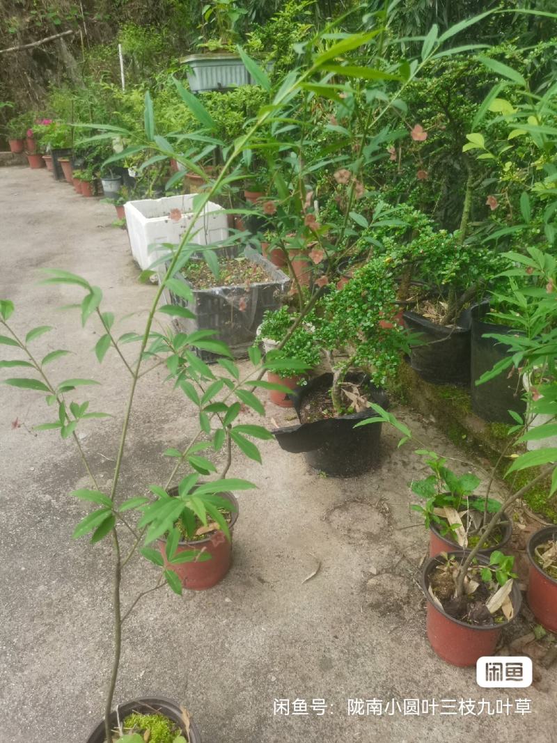 甘肃稀有品种长丝五角金丝吊蝴蝶易成活可以嫁接卫矛