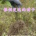 新鲜贺州山苍子苗，优质苗木，**特惠！
