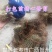 新鲜贺州山苍子苗，优质苗木，**特惠！