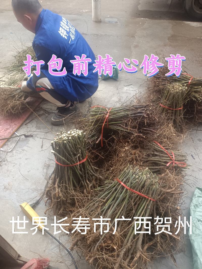 新鲜贺州山苍子苗，优质苗木，**特惠！