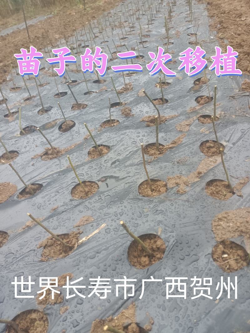 新鲜贺州山苍子苗，优质苗木，**特惠！
