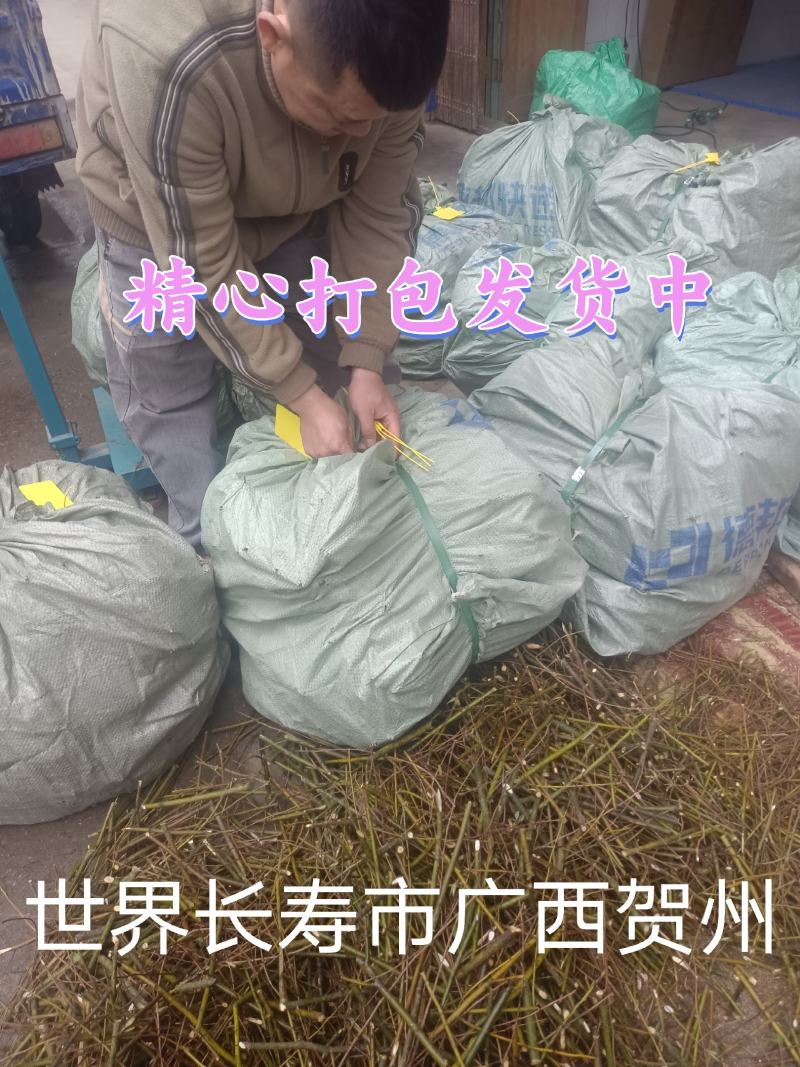 新鲜贺州山苍子苗，优质苗木，**特惠！