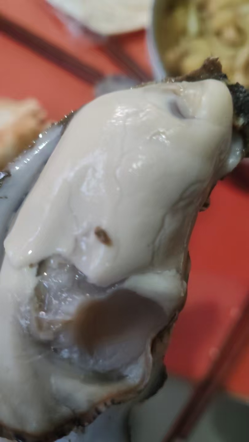 2+-5+超级肥度好的生蚝，溥壳货大量批发，一手货源，。