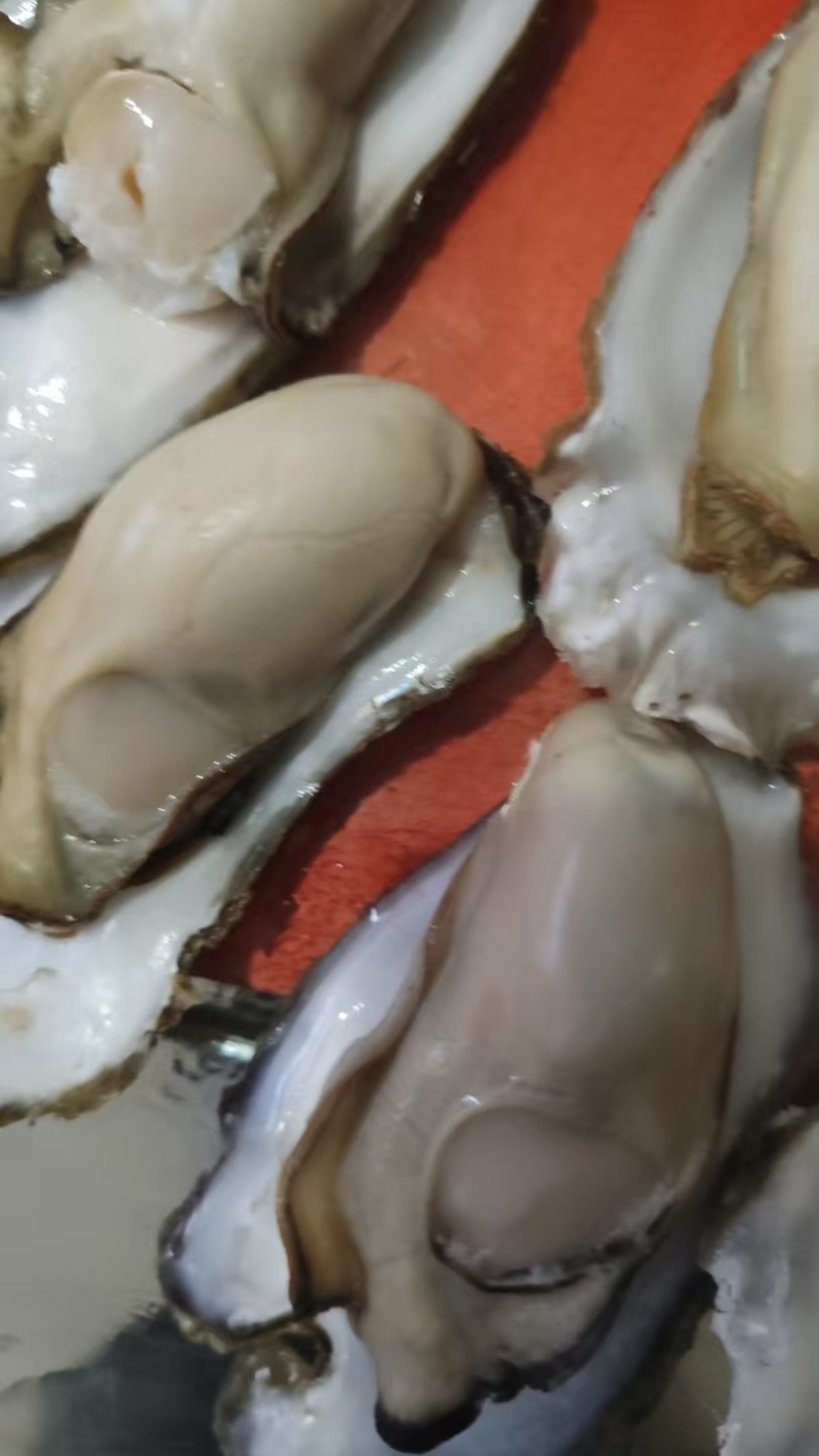 2+-5+超级肥度好的生蚝，溥壳货大量批发，一手货源，。