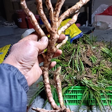 货源稳定价格美丽石菖蒲正品特惠品质上乘值得信赖