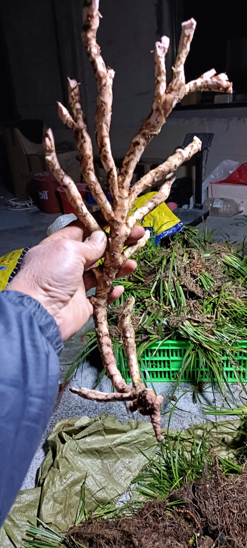 货源稳定价格美丽石菖蒲正品特惠品质上乘值得信赖