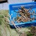 货源稳定价格美丽石菖蒲正品特惠品质上乘值得信赖
