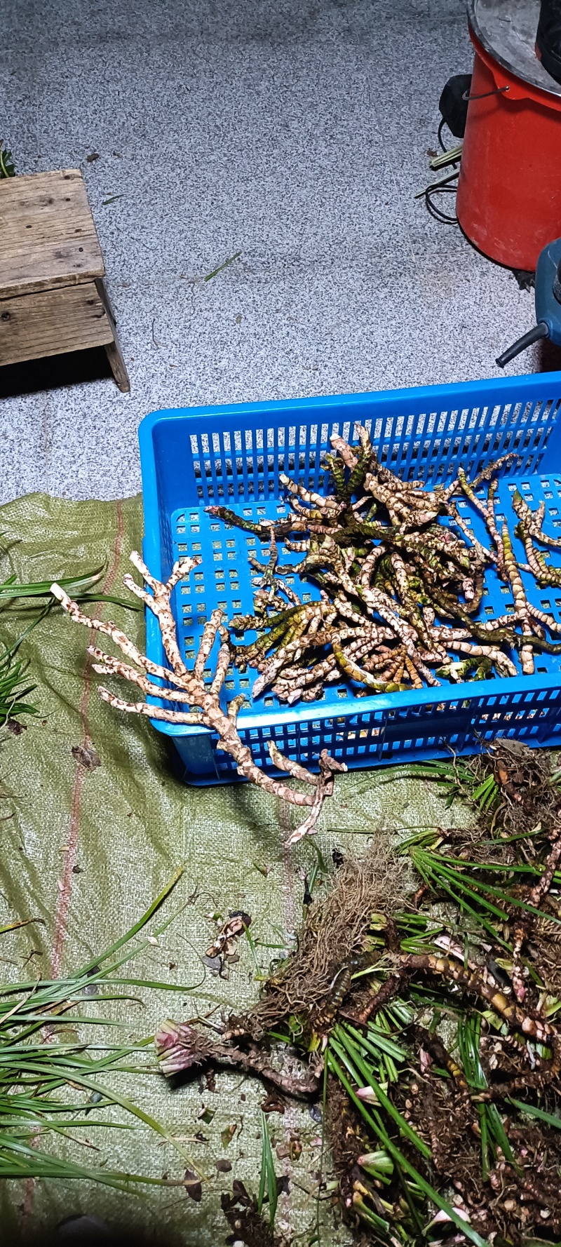 货源稳定价格美丽石菖蒲正品特惠品质上乘值得信赖