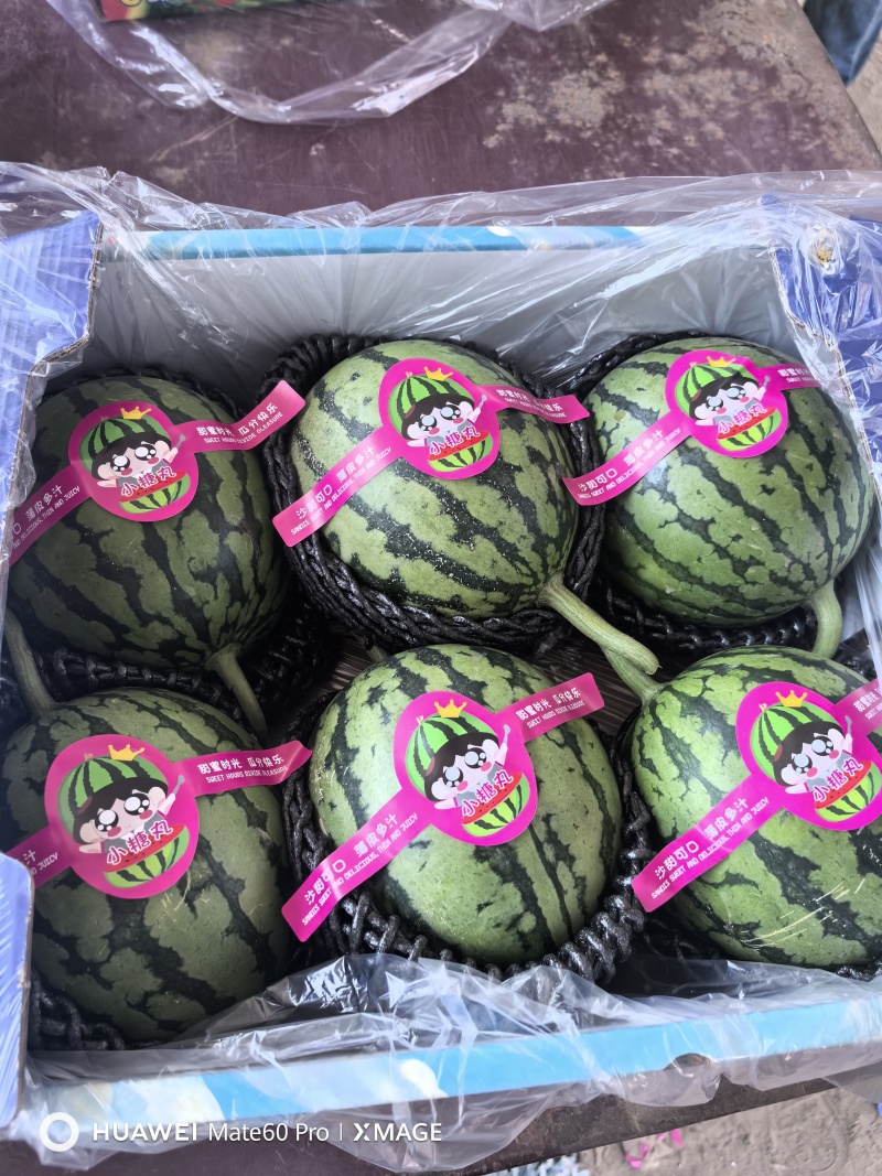 2K小糖丸西瓜，皮薄手剥瓜，产地直发代发全国
