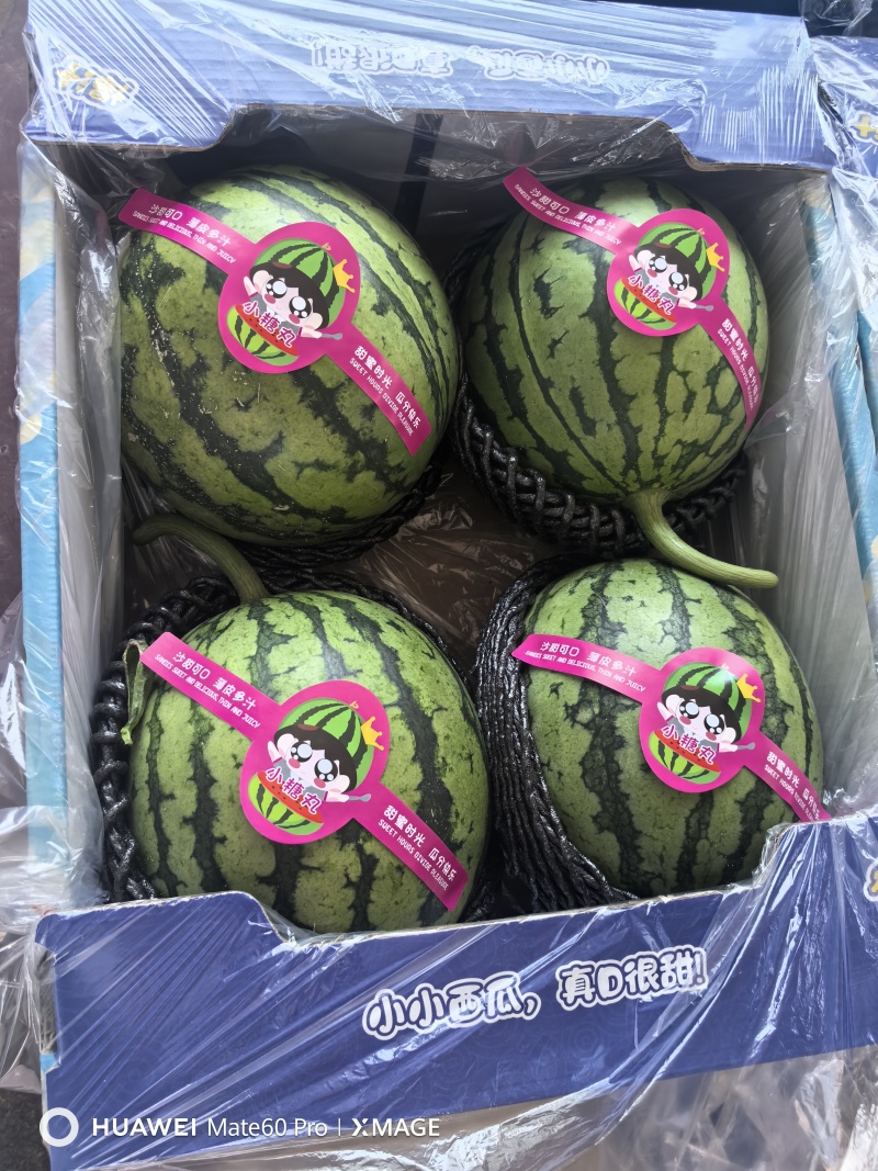 2K小糖丸西瓜，皮薄手剥瓜，产地直发代发全国
