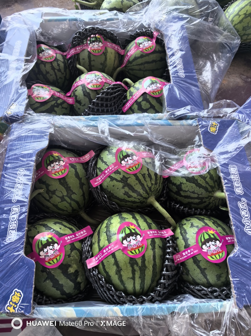 2K小糖丸西瓜，皮薄手剥瓜，产地直发代发全国