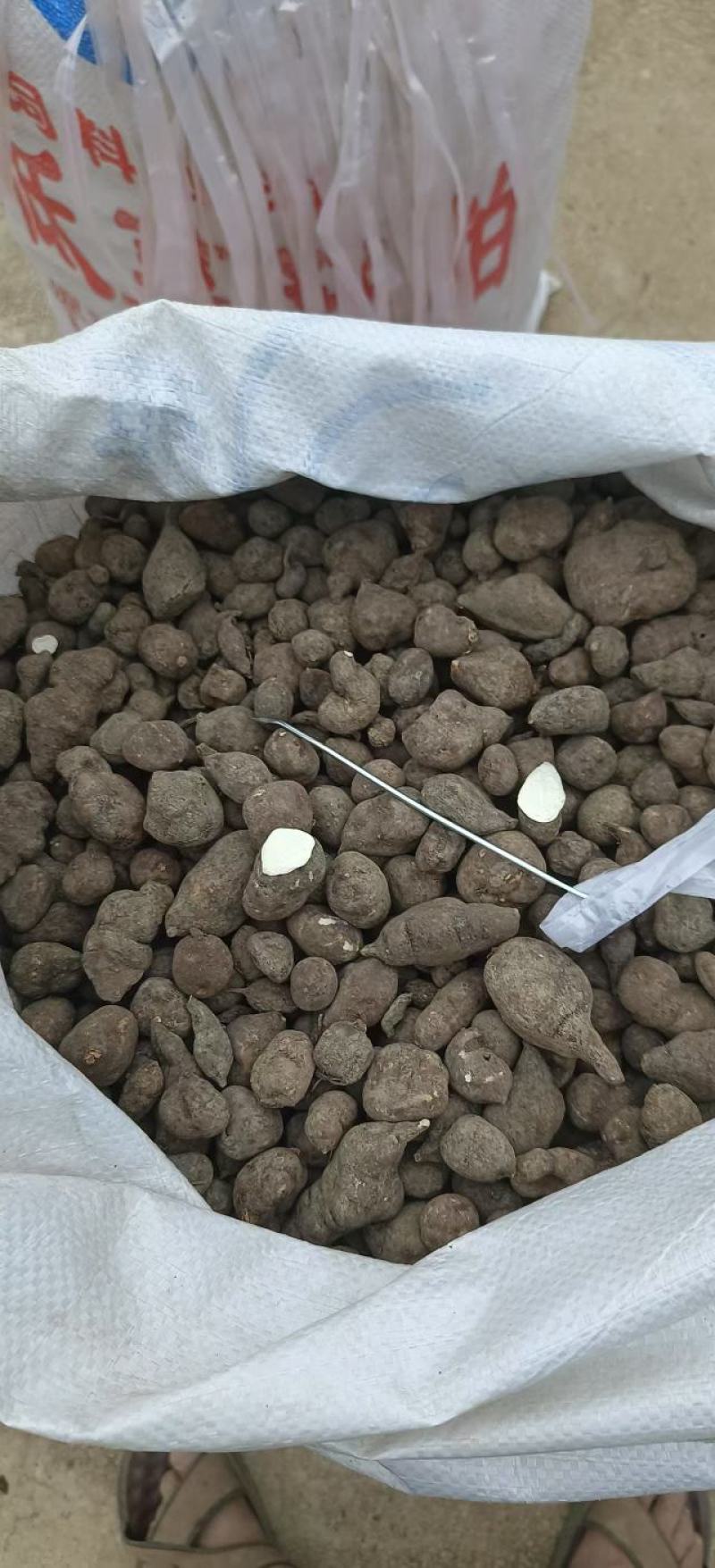三叶青干货