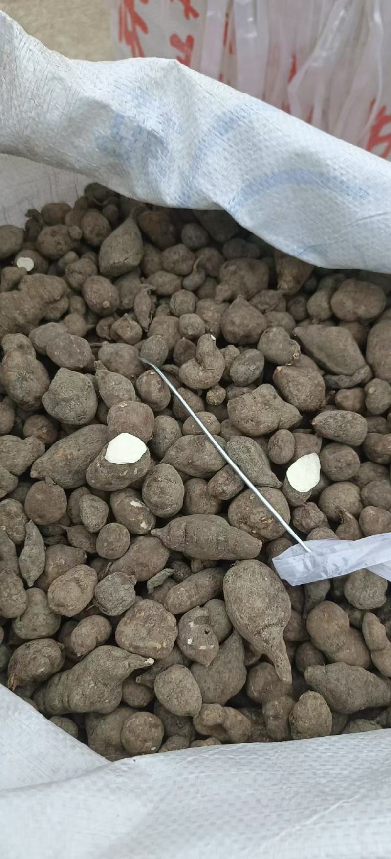 三叶青干货