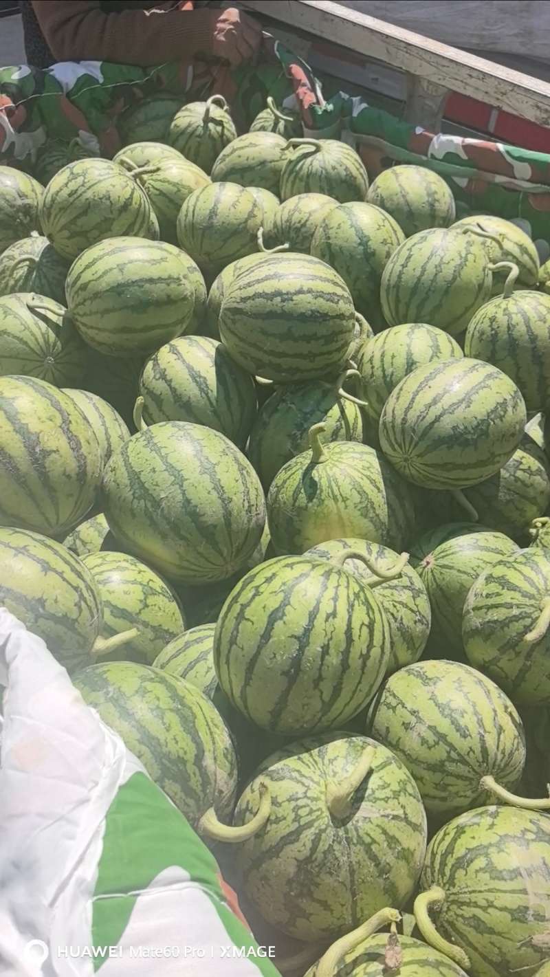 2K小糖丸西瓜，皮薄手剥瓜，产地直发代发全国