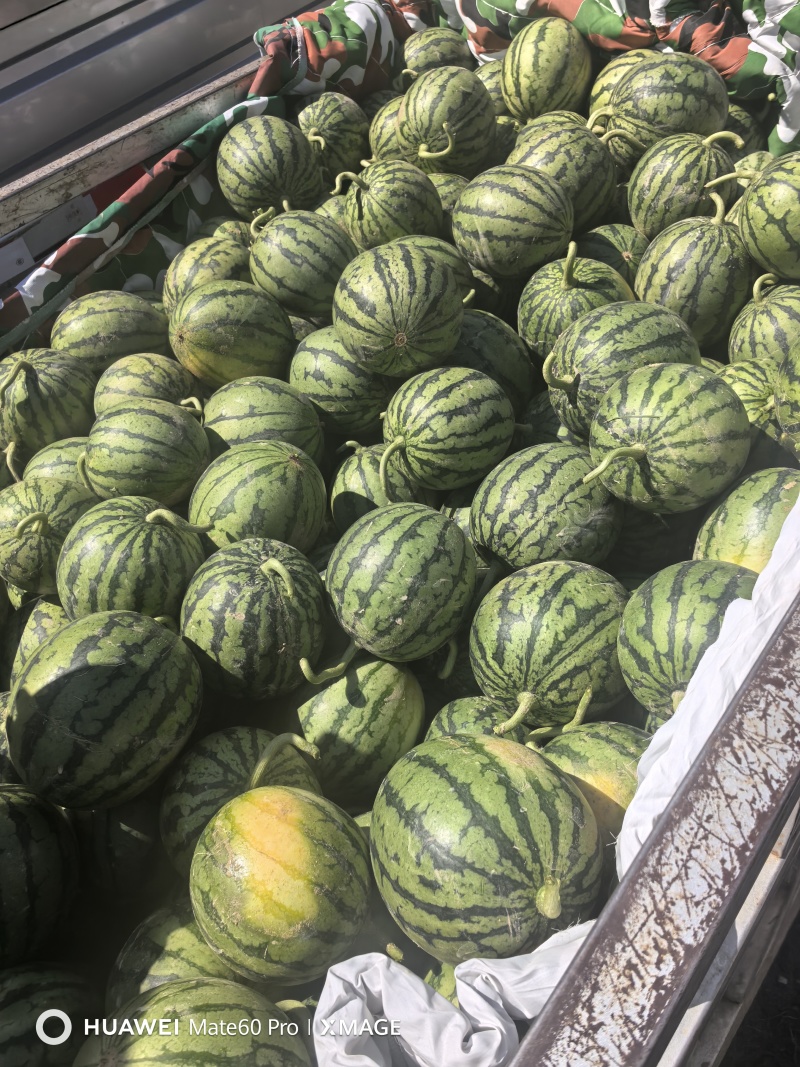 2K小糖丸西瓜，皮薄手剥瓜，产地直发代发全国