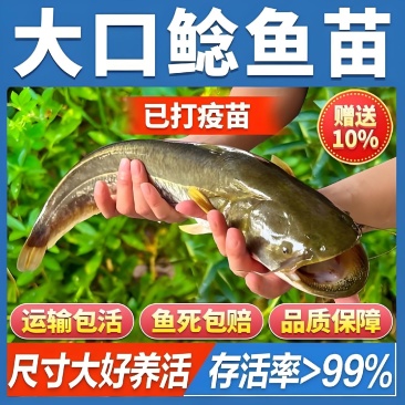 【推荐】大口鲶鱼苗抗病能力强渔场直销提供技术指导