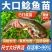 【推荐】大口鲶鱼苗抗病能力强渔场直销提供技术指导