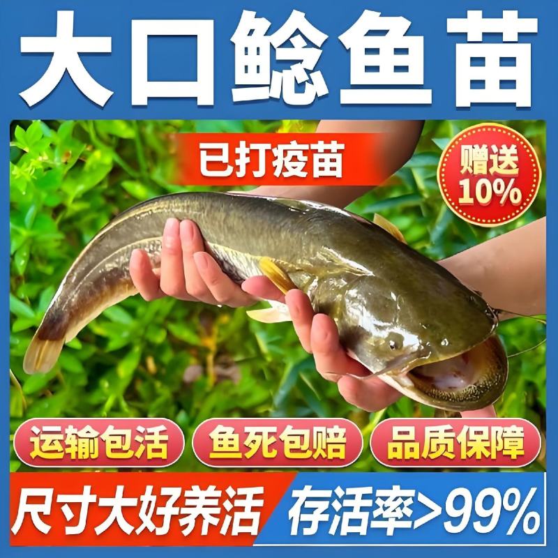 【推荐】大口鲶鱼苗抗病能力强渔场直销提供技术指导