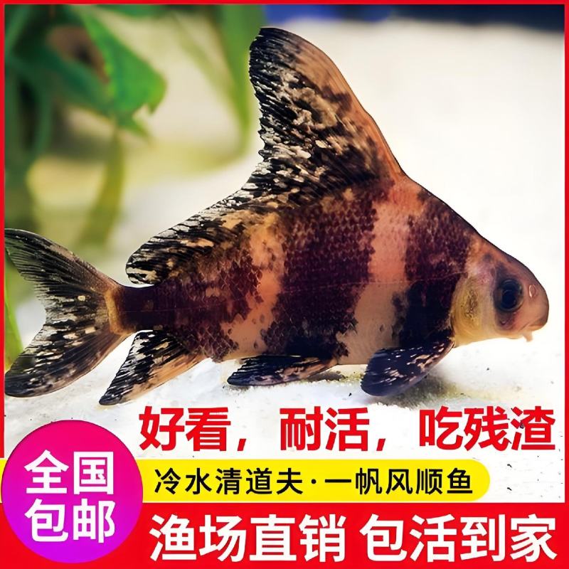 【推荐】胭脂鱼苗美人鱼渔场直销无中间商赚差价
