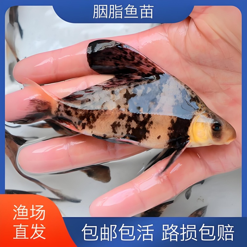 【推荐】胭脂鱼苗美人鱼渔场直销无中间商赚差价