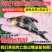 【推荐】胭脂鱼苗美人鱼渔场直销无中间商赚差价