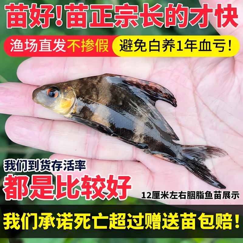【推荐】胭脂鱼苗美人鱼渔场直销无中间商赚差价