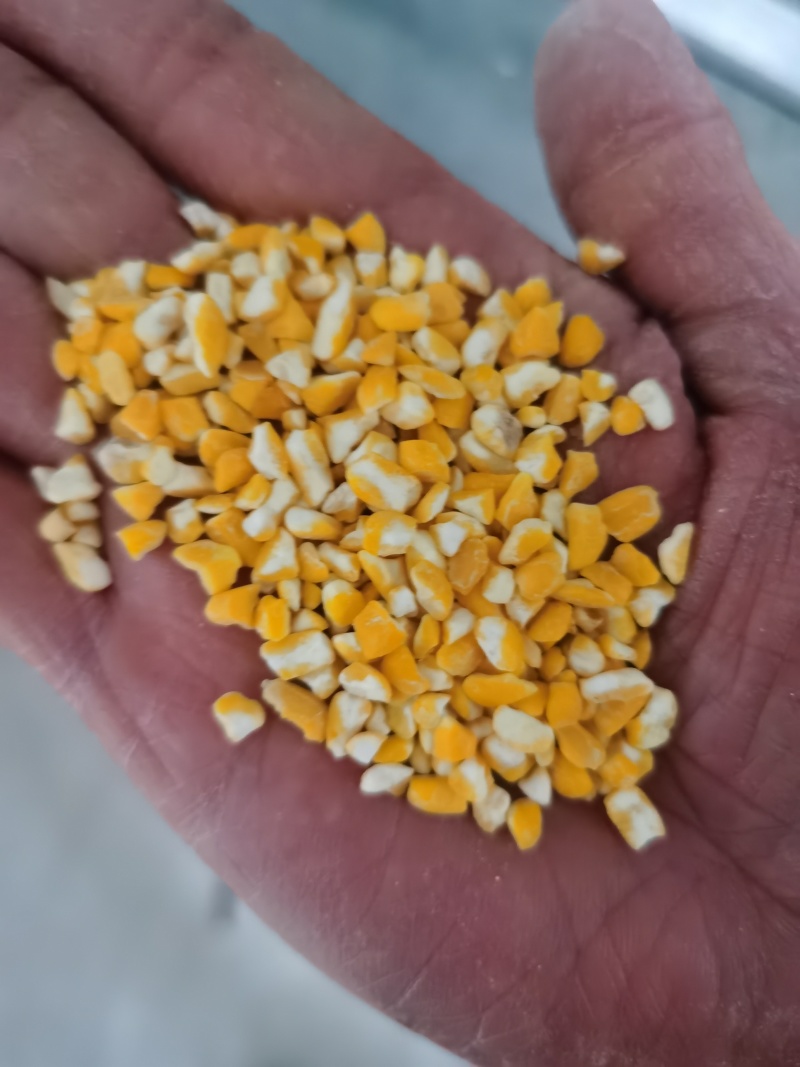 黄糯玉米糁、黄糯玉米碴、黄粘玉米渣大量供应品质保证全国发