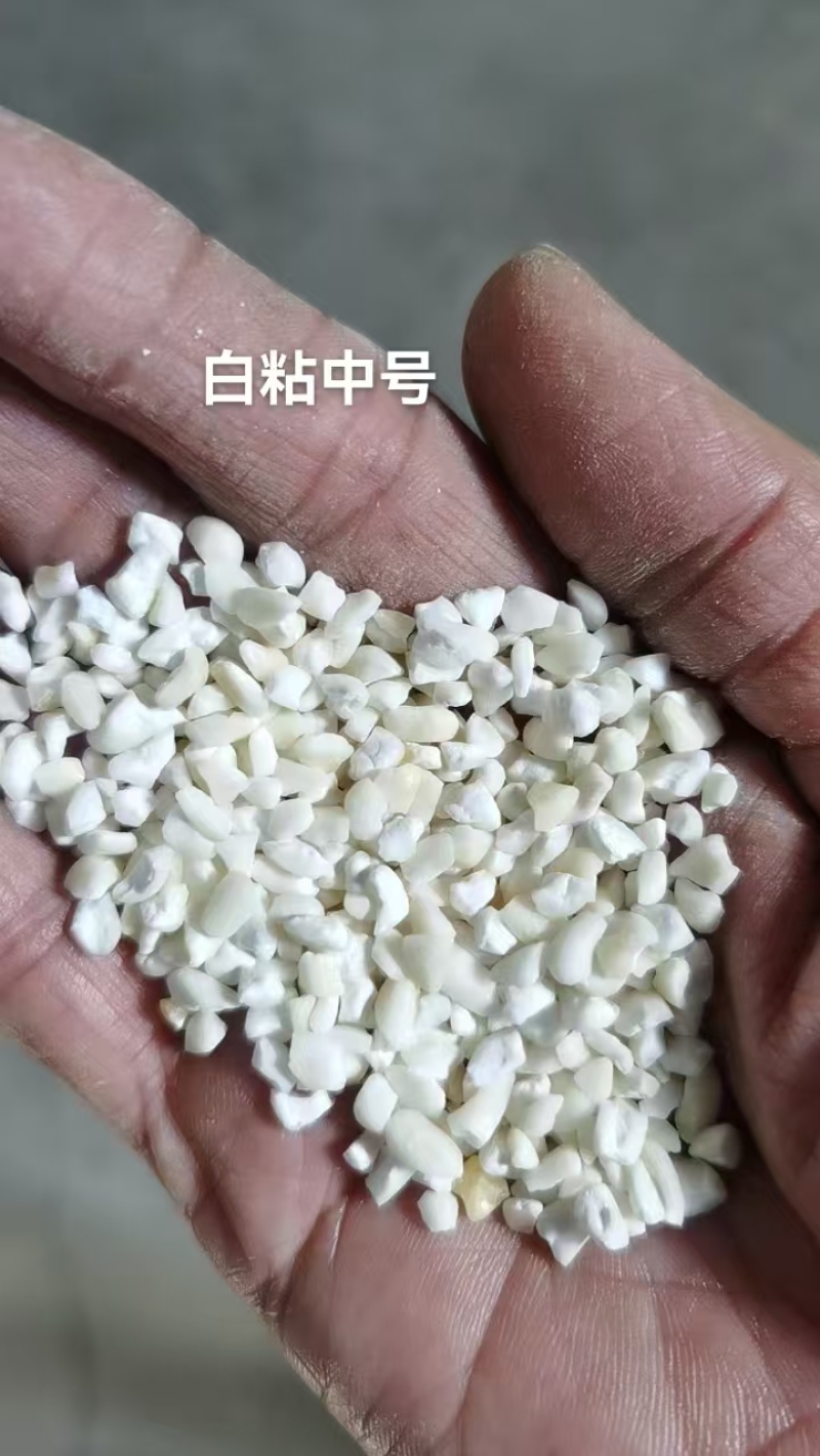 普通白玉米干粒