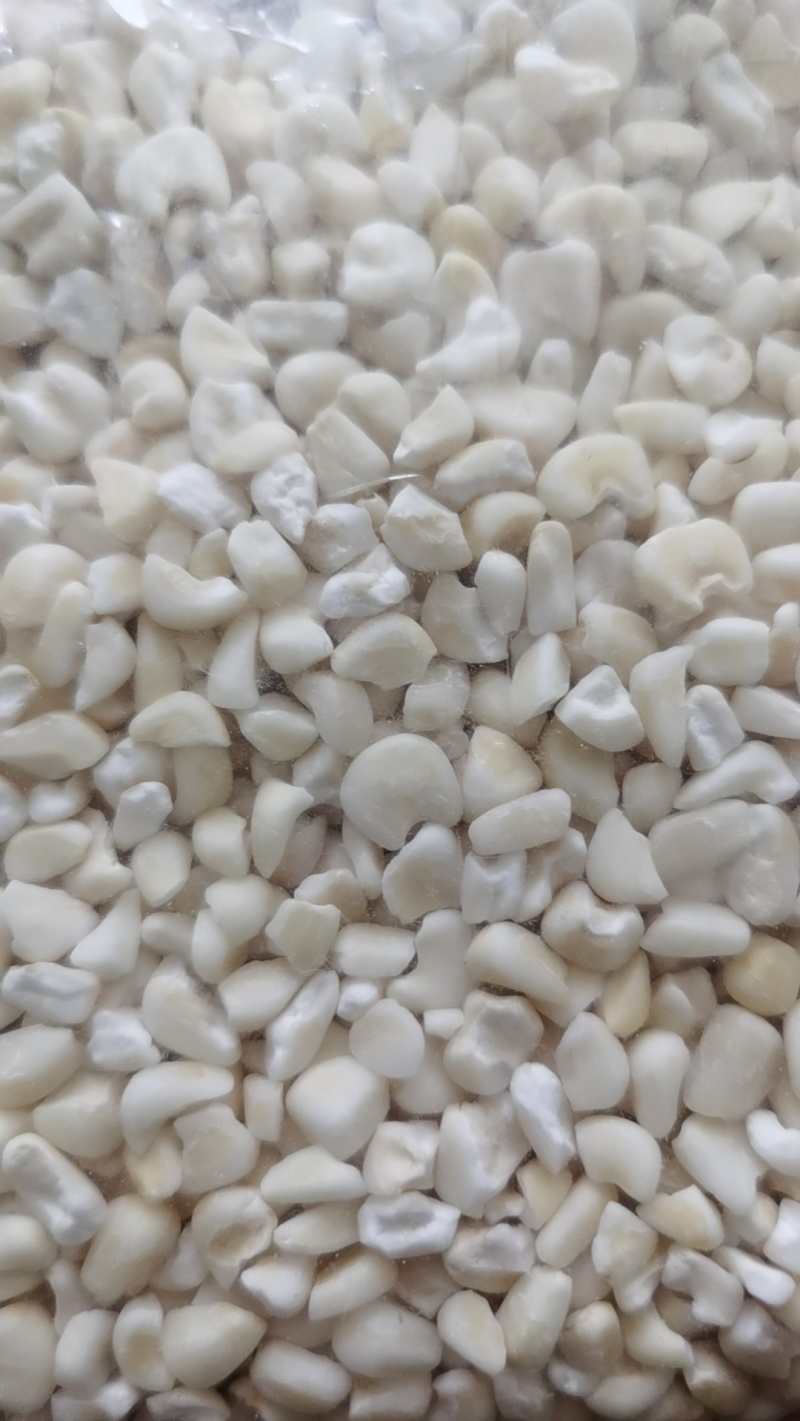 普通白玉米干粒