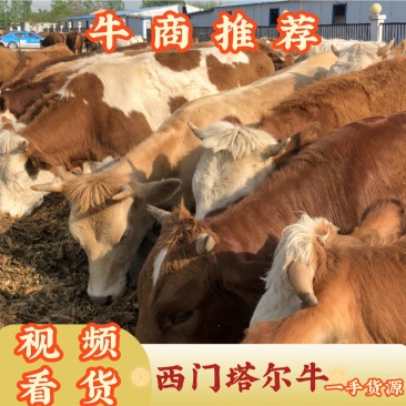西门塔尔活牛苗改良牛犊三百-四百斤小牛全国可发包送到家