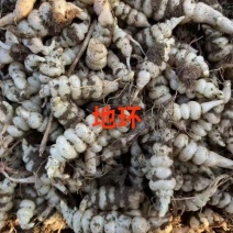 基地螺丝菜，也叫地环大量有货