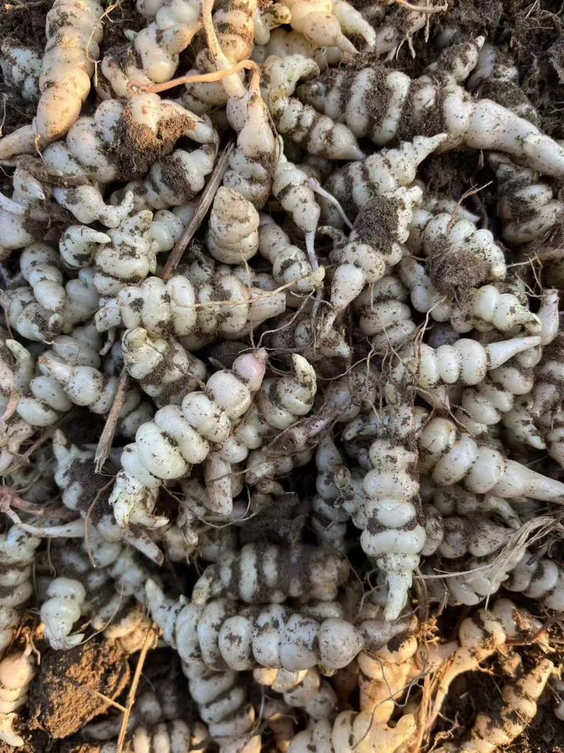 基地螺丝菜，也叫地环大量有货