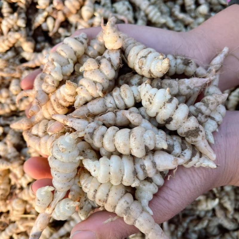 基地螺丝菜，也叫地环大量有货