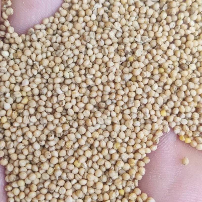 大颗粒谷子白皮黄皮谷子