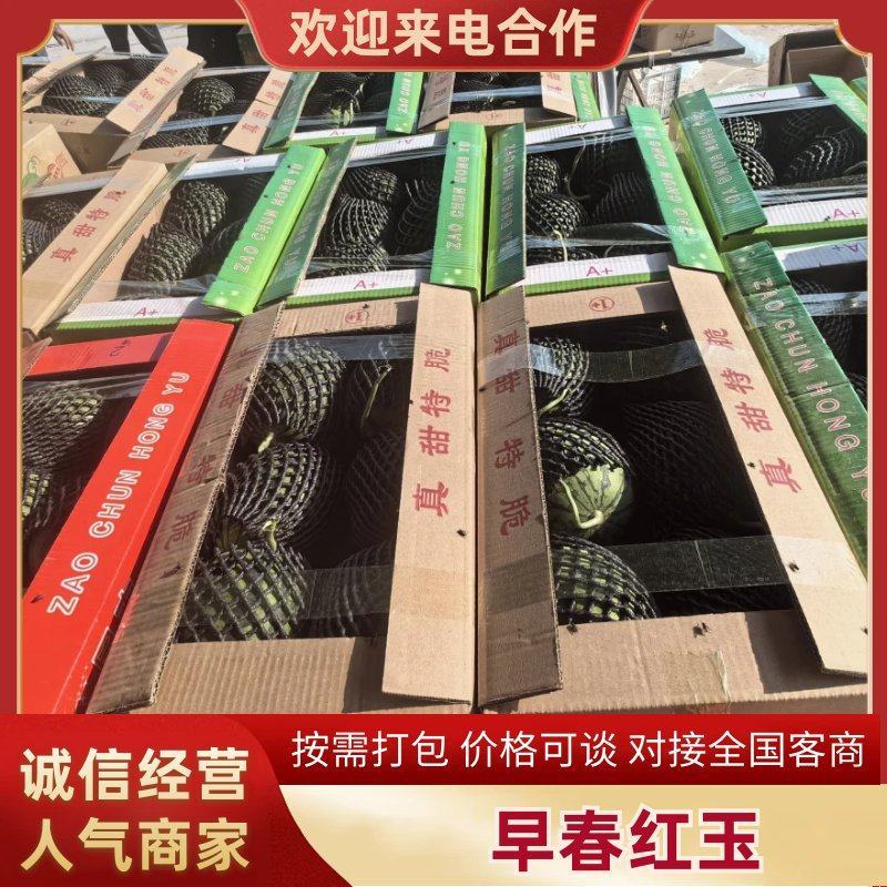 砀山精品早春红玉大量上市，原产地一手货源，欢迎前来选购