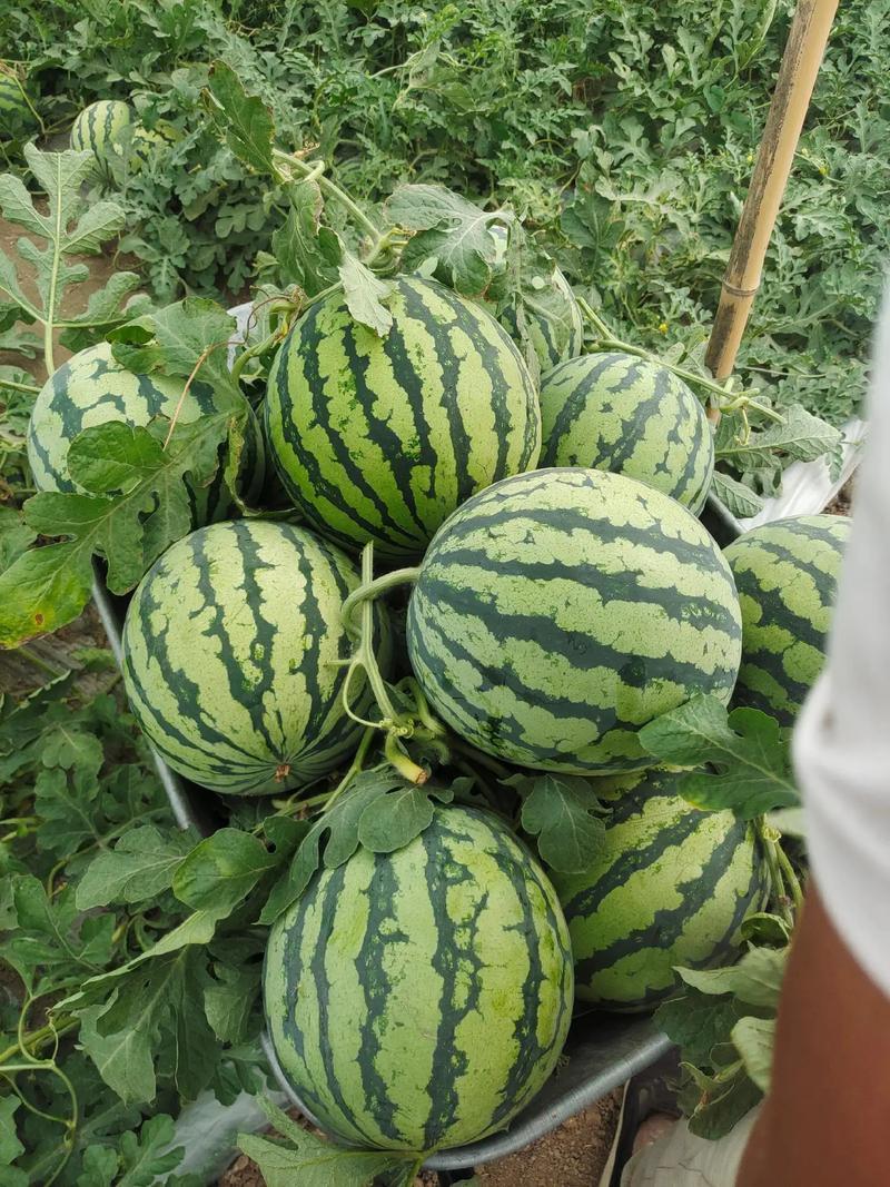 精品无籽西瓜对接电商市场商超可视频看货保质保量