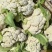 江苏菜花大量上市规格齐全欢迎老客户来基地考察订购