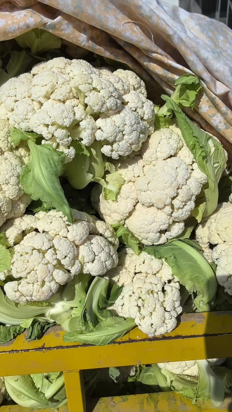 江苏菜花大量上市规格齐全欢迎老客户来基地考察订购