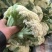 江苏菜花大量上市规格齐全欢迎老客户来基地考察订购