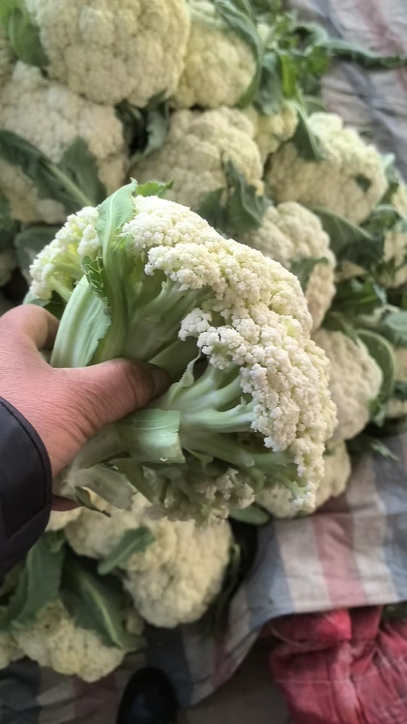 江苏菜花大量上市规格齐全欢迎老客户来基地考察订购