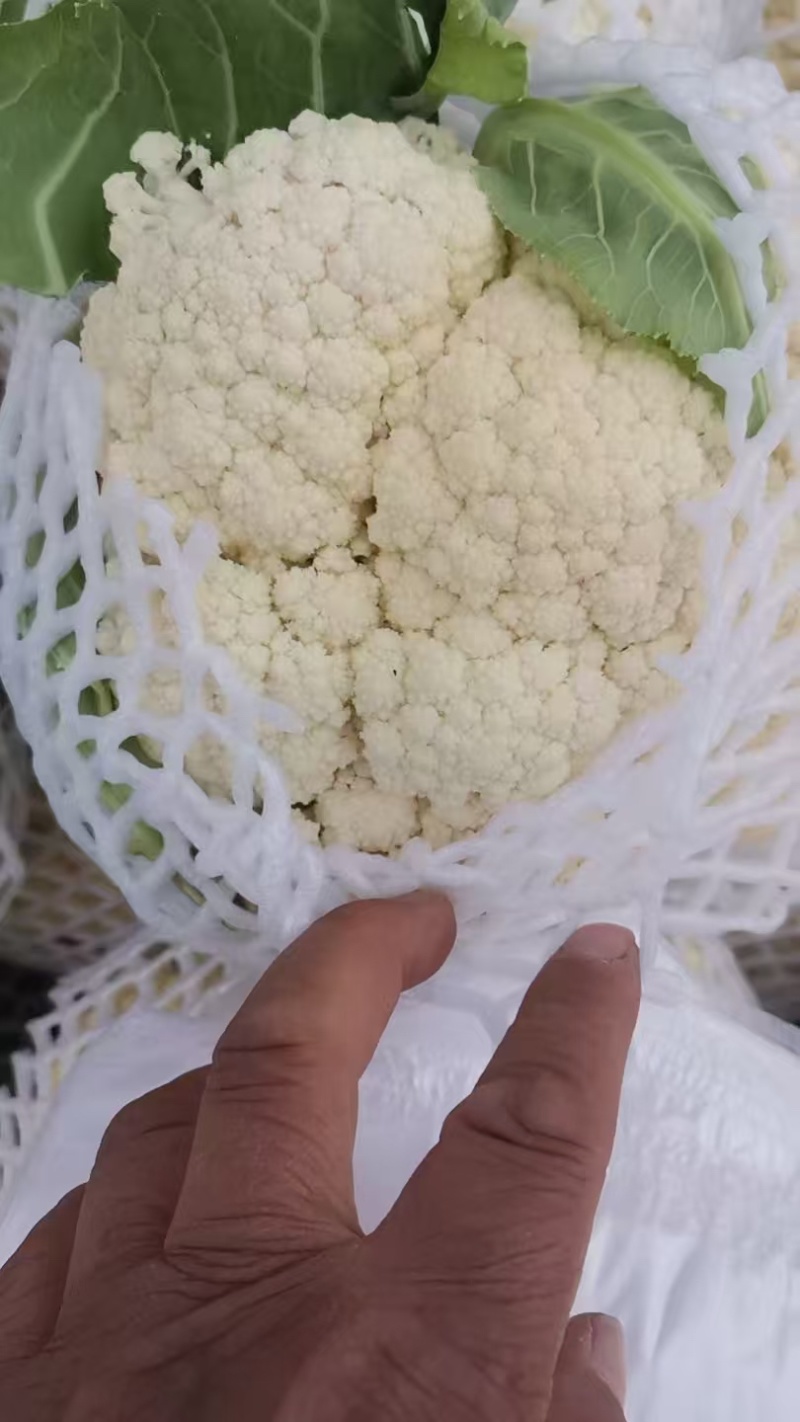 江苏菜花大量上市规格齐全欢迎老客户来基地考察订购