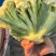 江苏菜花大量上市规格齐全欢迎老客户来基地考察订购
